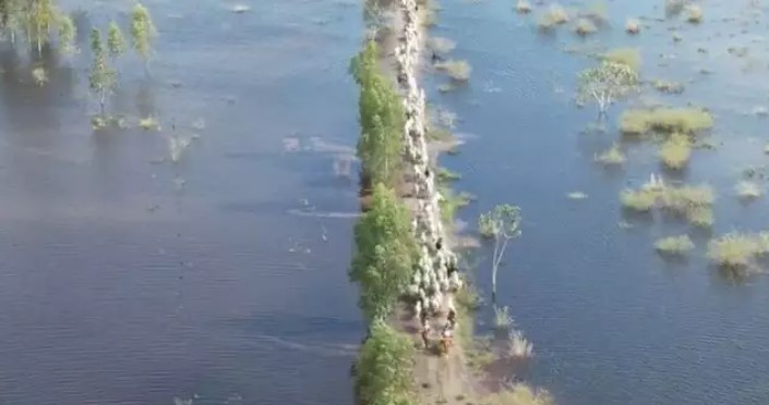Animais ilhados em fazenda após a inundação - Foto: Reprodução