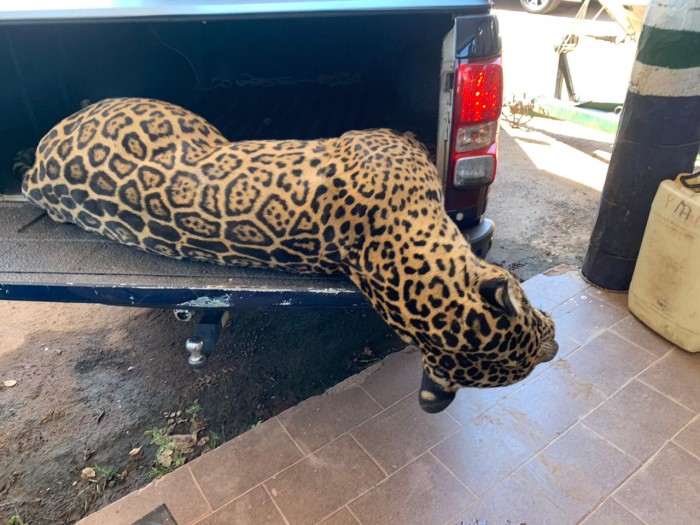 Esta foi a segunda onça-pintada morta por atropelamento na rodovia neste ano