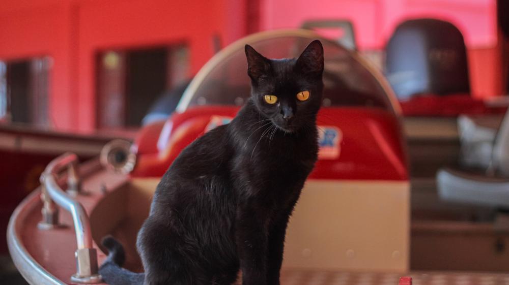 Gata Leela acompanhando os trabalhos da equipe dos Bombeiros de Bataguassu - Fotos: Leonardo Henrique/Cenário MS