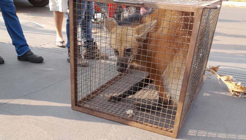Lobo-guará foi capturado no Centro de Bataguassu - Foto: Elenize Oliveira
