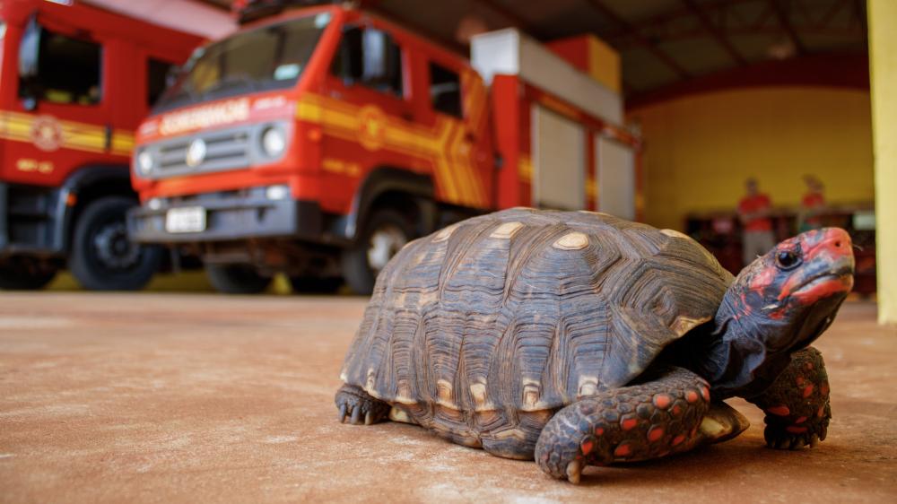 Jabuti-piranga é encontrado e encaminhado ao Corpo de Bombeiros de Bataguassu - Fotos: Leonardo Henrique.