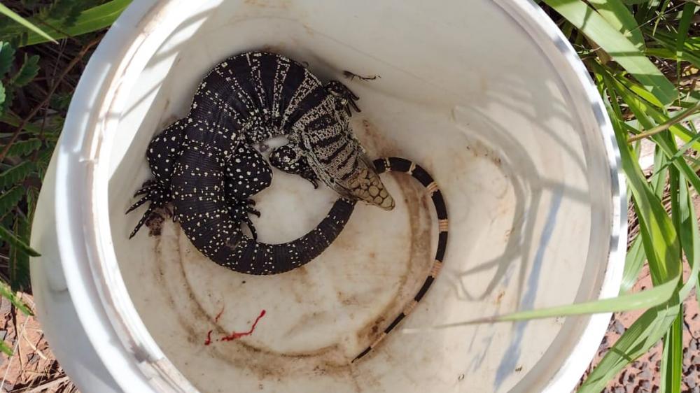 Lagarto teiú dentro de um balde antes de ser entregue à reserva. - (Foto Divulgação)