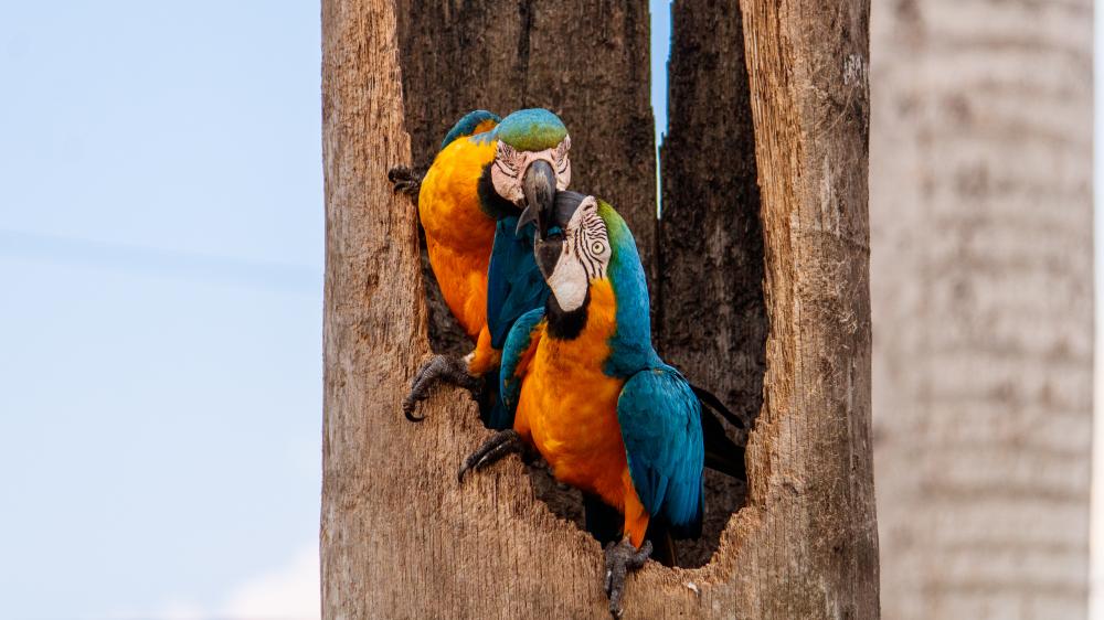 Macho alimentando a fêmea que ficou chocando os ovos no oco da árvore. - Foto: Leonardo Henrique.