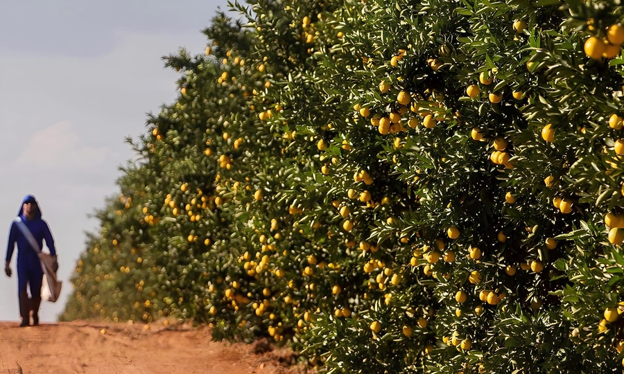 Produção de citricultura no Estado está em expansão (Foto - Divulgação/Fundecitrus)