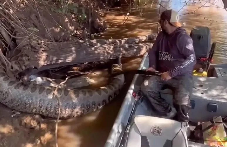 Animal foi encontrado por um grupo de pescadores no Rio Dourados e viralizou nas redes sociais
