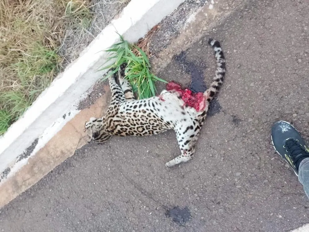 Filhote de onça pintada atropelado às margens da rodovia MS-338. 