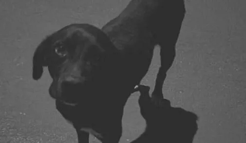 Animal era conhecido na região como “Negão” 