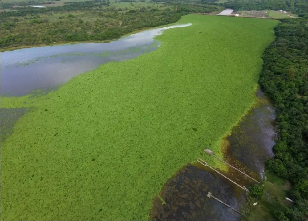 Vegetação aquática que saiu de reservatório de Mimoso percorre cerca de 240 km pelo Rio Pardo