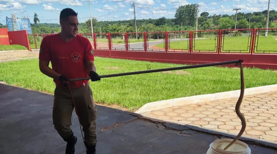 A serpente do tipo jararaca foi capturada dentro do quartel do Corpo de Bombeiros de Santa Rita do Pardo - Foto: Jornal Cenário